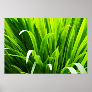 Backlit Leaves in Garden Poster