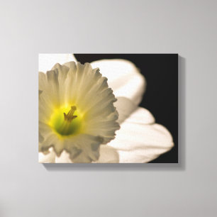Backlit White Daffodil Blume Leinwanddruck