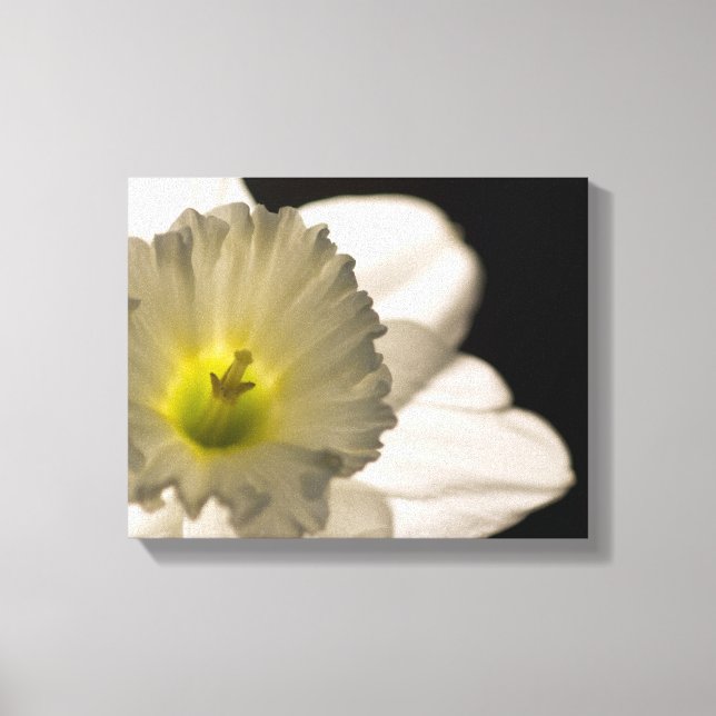 Backlit White Daffodil Blume Leinwanddruck (Vorderseite)