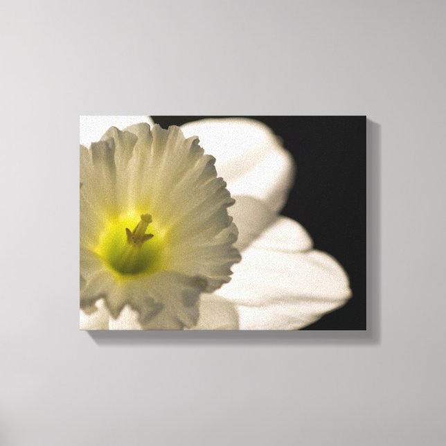 Backlit White Daffodil Blume Leinwanddruck (Vorderseite)
