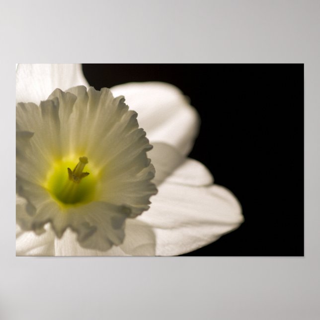 Backlit White Daffodil Poster (Vorne)