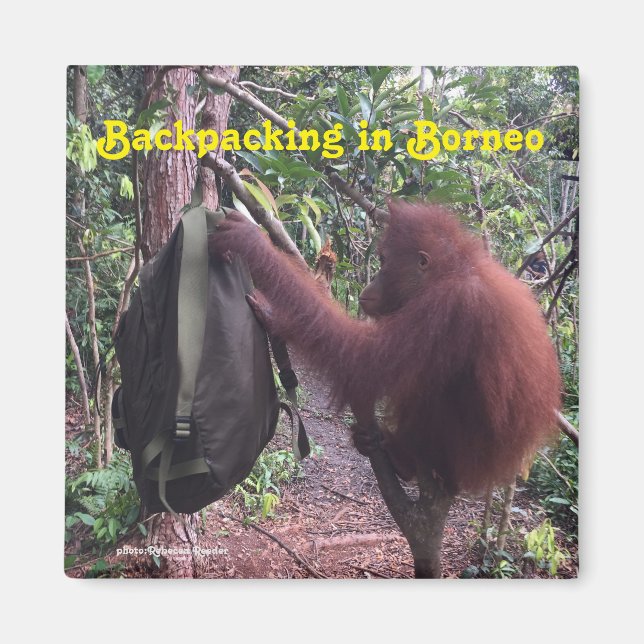 Backpacking Borneo Orangutan Magnet (Vorne)