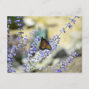 Backyard Beauties (Spinnen auch in Kommentar-Wand) Postkarte