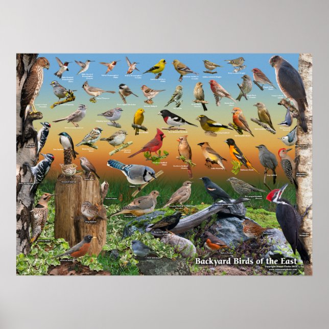 Backyard Birds of East Poster (Vorne)