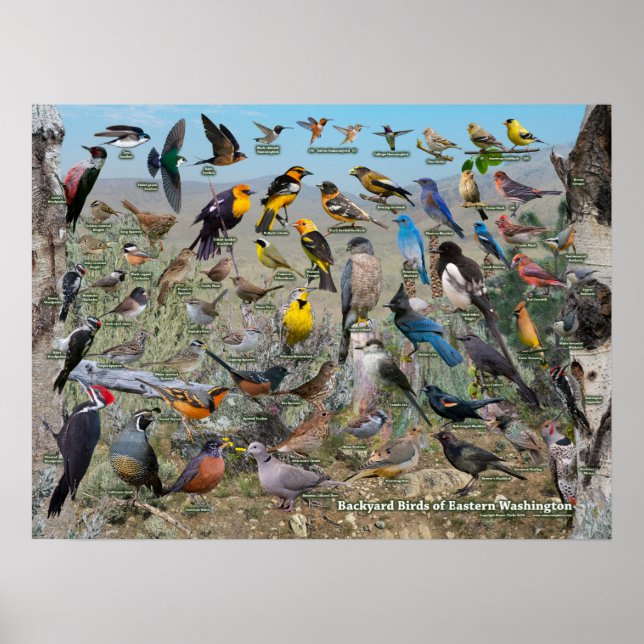 Backyard Birds of Eastern Washington Poster (Vorne)