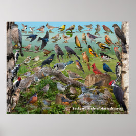 Backyard Birds of Massachusetts Poster