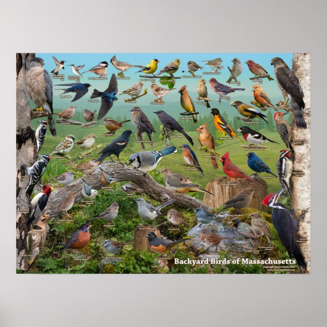Backyard Birds of Massachusetts Poster (Vorne)
