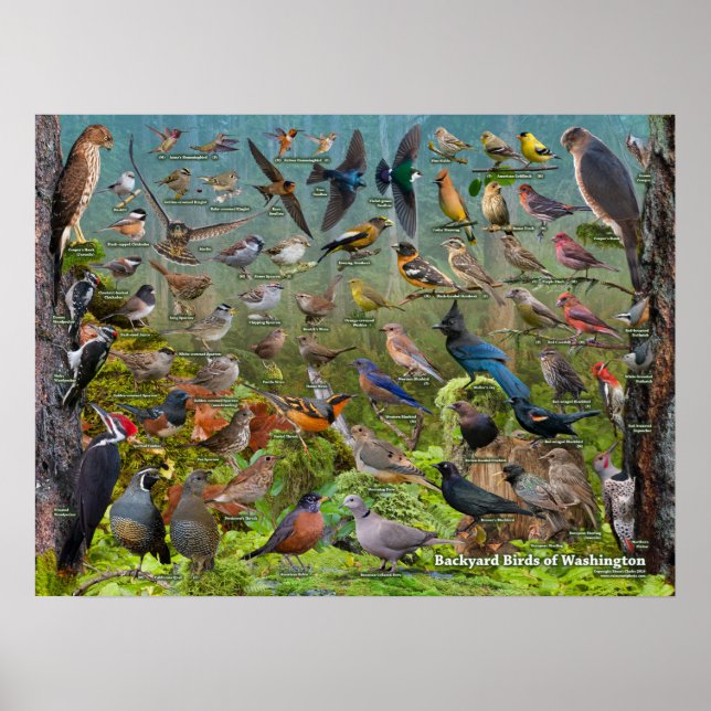 Backyard Birds of Washington Staat Poster (Vorne)