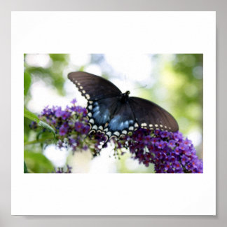 Backyard Butterfly Poster