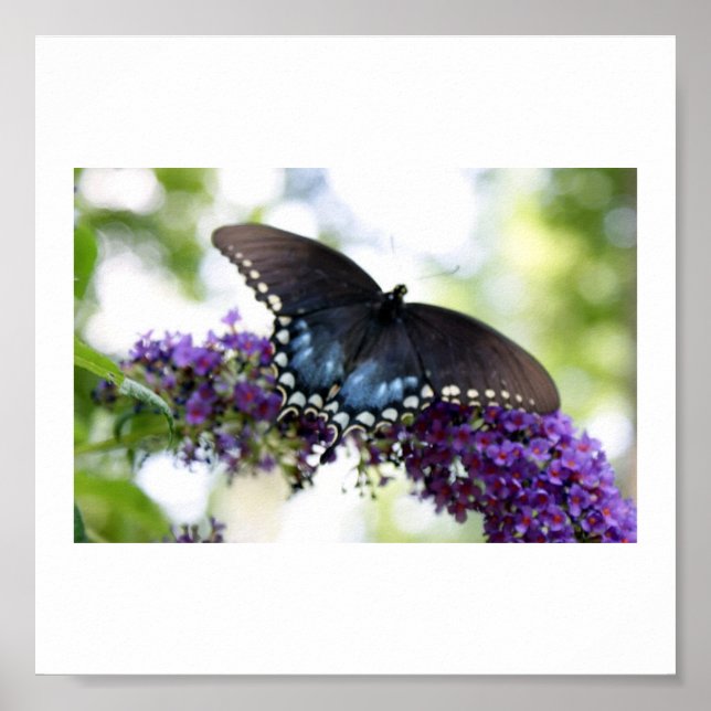 Backyard Butterfly Poster (Vorne)