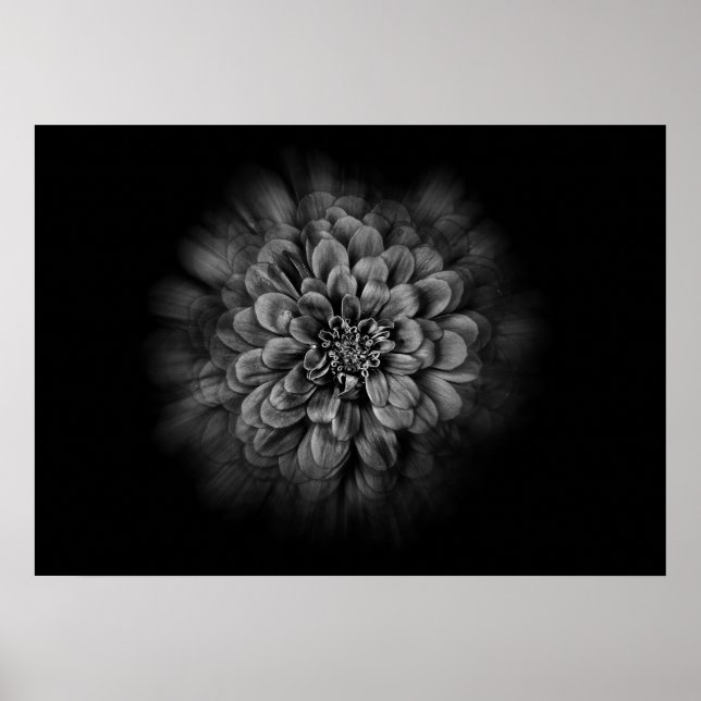 Backyard Flowers In Black And White No 54 Flow Poster (Vorne)