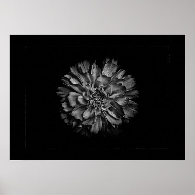 Backyard Flowers In Black & White No 79 Border Poster (Vorne)