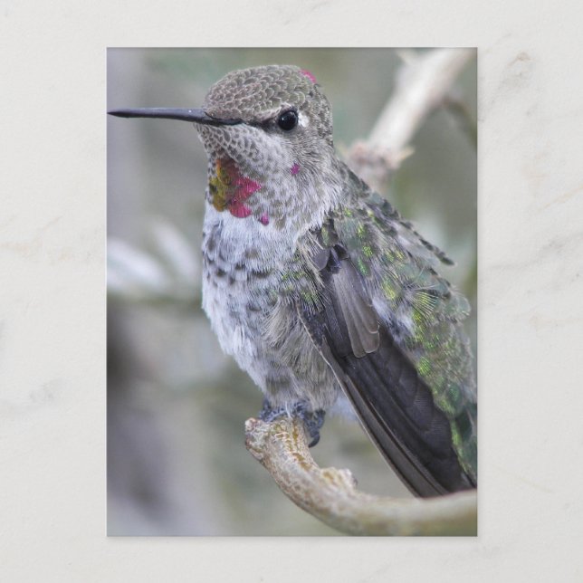 Backyard Hummingbird Postkarte (Vorderseite)
