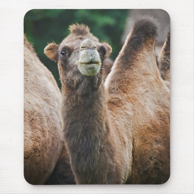 Bactrian Camel Mousemat Mousepad (Vorne)