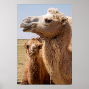 Bactrian Camel Portrait Poster