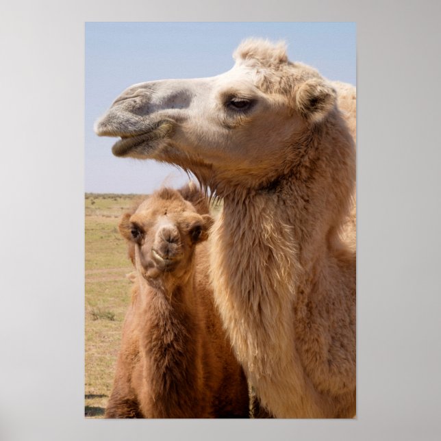 Bactrian Camel Portrait Poster (Vorne)