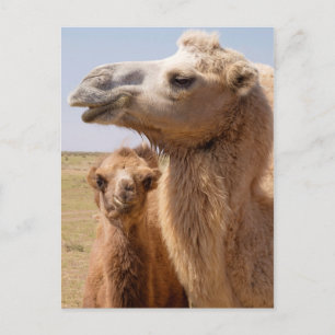 Bactrian Camel Portrait Postkarte