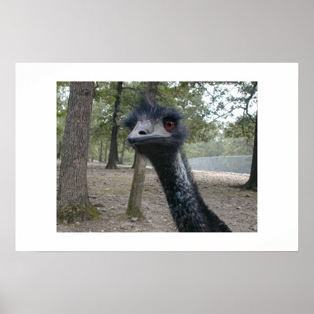 Bad Haar Day Poster (Vorne)