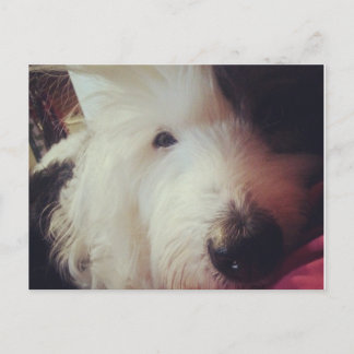 Bad Hair Day! Postkarte