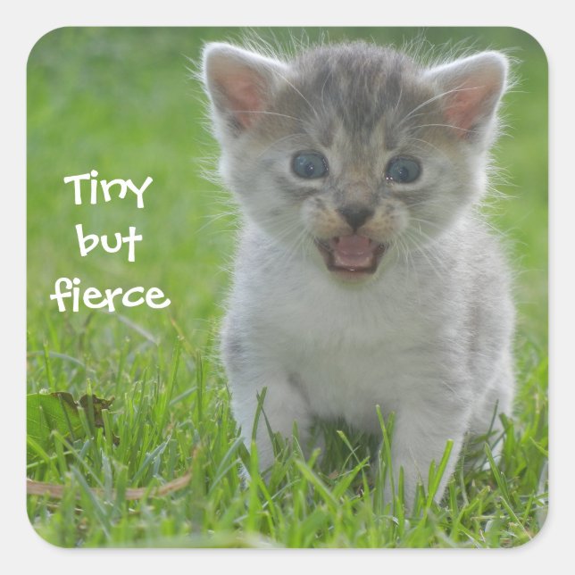Badass Cats - "Tiny but Fierce" Quadratischer Aufkleber (Vorderseite)