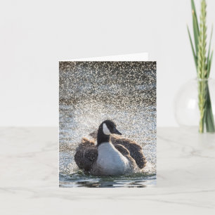 Baden Gänse Natur Foto Karte