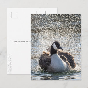 Baden Gänse Natur Foto Postkarte