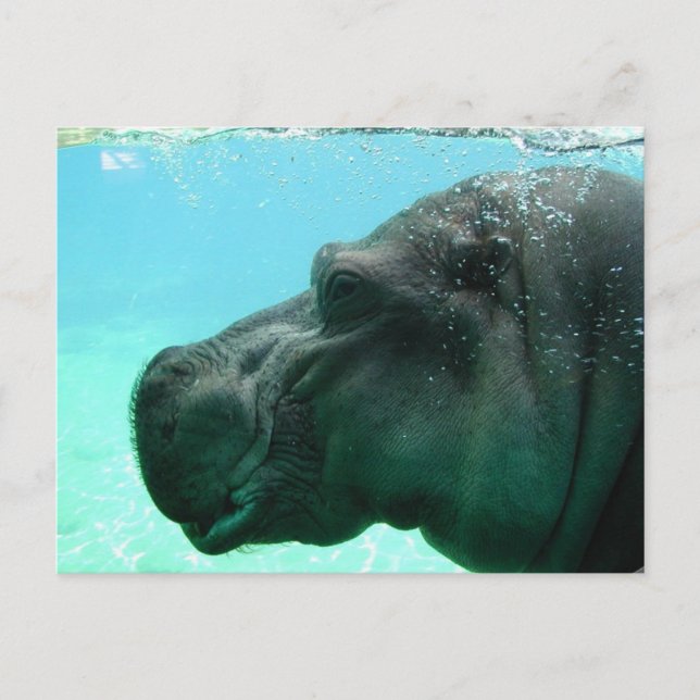 Baden Hippo Postkarte (Vorderseite)