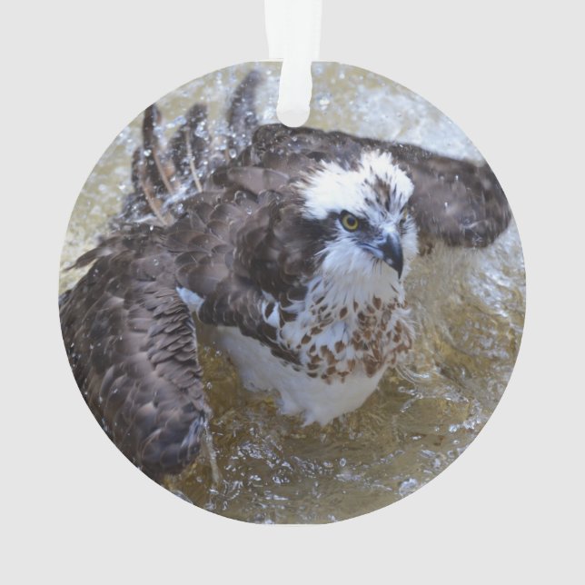 Baden von Osprey Ornament (Rückseite)