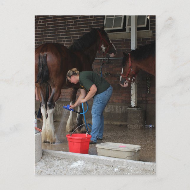 Badende Pferde auf der Messe Postkarte (Vorderseite)