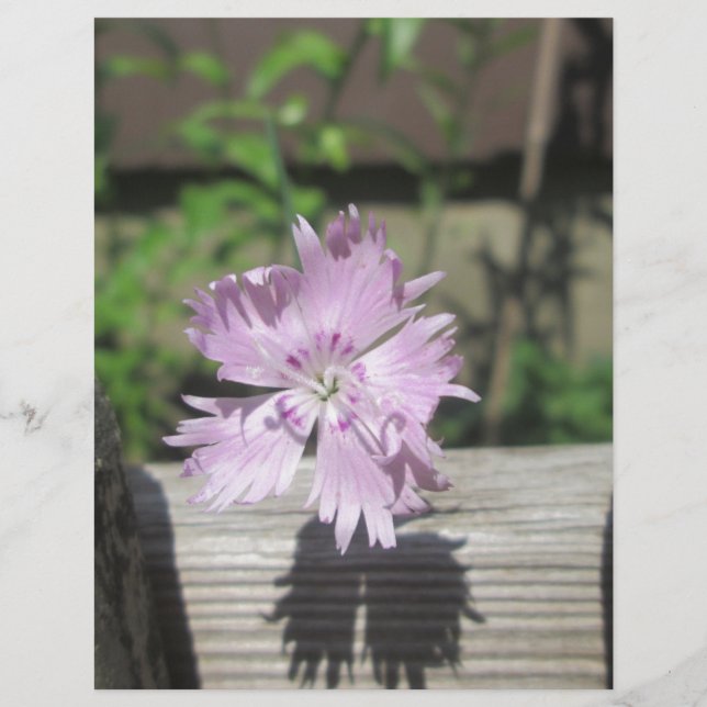 Bäder Pink Dianthus auf Zaun (Vorderseite)
