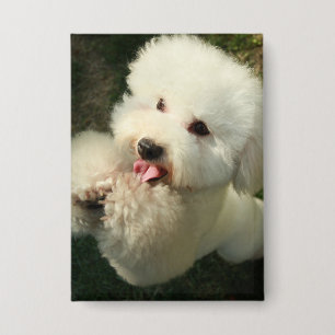 Badge Animaux domestiques, chien, caniche