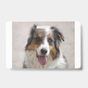 Badge berger australien merle