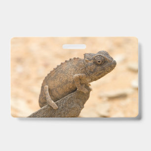 Badge Caméléon en Namibie