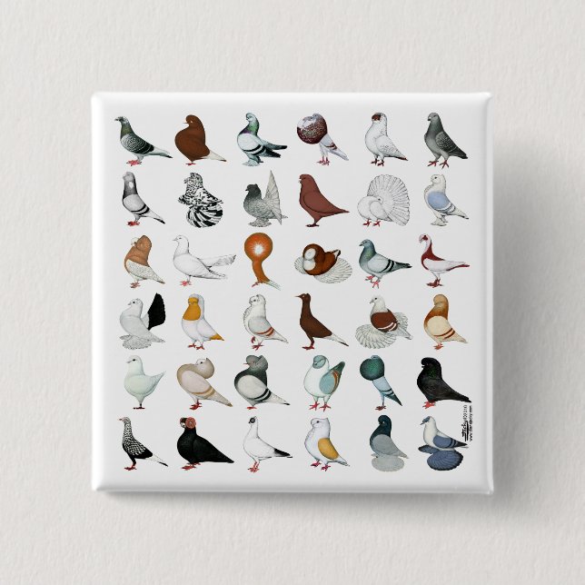 Badge Carré 5 Cm 36 races de pigeon (Devant)