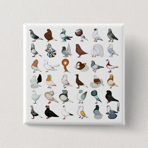 Badge Carré 5 Cm 36 races de pigeon