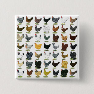 Badge Carré 5 Cm 49 poules de poulet
