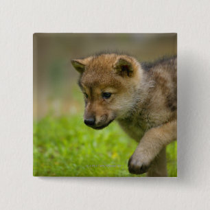 Badge Carré 5 Cm A baby wolf