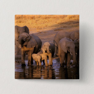 Badge Carré 5 Cm Afrique, Kenya, Masai Mara. Éléphants (Loxodonta