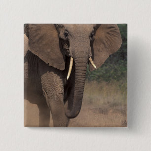 Badge Carré 5 Cm Afrique, Kenya, Nanyuki, Mpala. Éléphant d'Afrique
