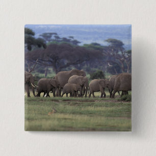Badge Carré 5 Cm Afrique, Kenya, Parc national d'Amboseli. Africain