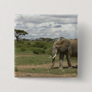 Badge Carré 5 Cm Afrique, Kenya, Parc national d'Amboseli, éléphant