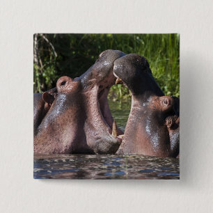 Badge Carré 5 Cm Afrique. Tanzanie. Hippopotame en combat