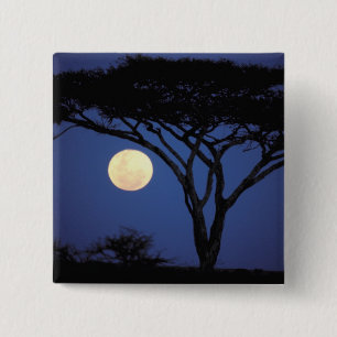 Badge Carré 5 Cm Afrique, Tanzanie, Tarangire. Arbre d'acacia dans