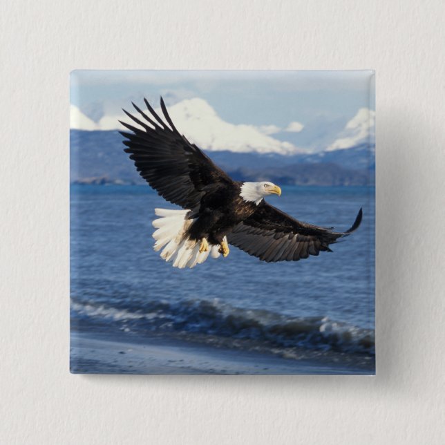 Badge Carré 5 Cm aigle à tête blanche, Haliaeetus leuccocephalus en (Devant)