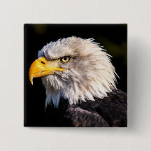 Aigle de Bald