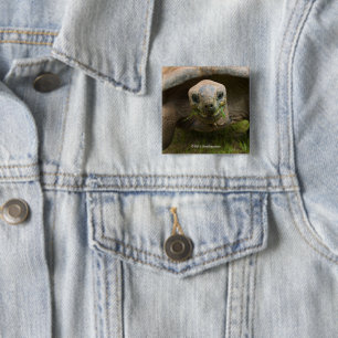 Badge Carré 5 Cm Alimentation de tortue d'Aldabra