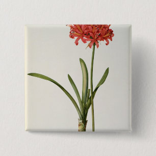 Badge Carré 5 Cm Amaryllis Curvifolia, 1809, du ` Les