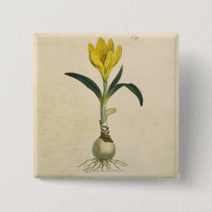 Badge Carré 5 Cm Amaryllis Tulip Jardin Botanique Fleur