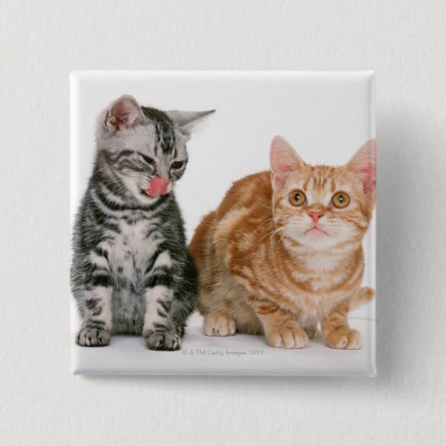 Badge Carré 5 Cm Américain Shorthair (Devant)