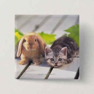 Badge Carré 5 Cm Américain Shorthair et lapin